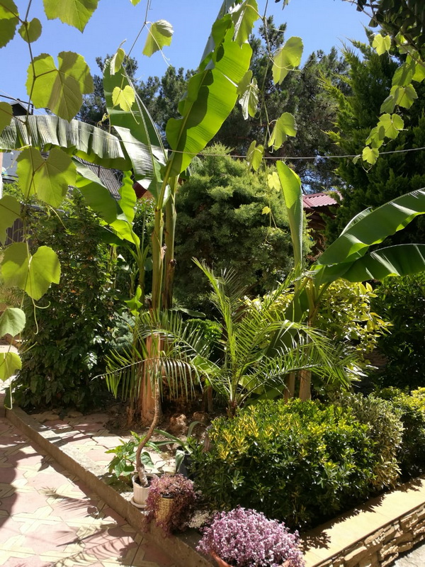 Гостевой дом «Банановый Рай»